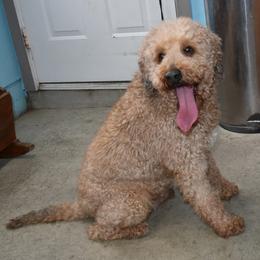 Bob - Sable male Goldendoodle puppy in Jasper, Indiana from Hilltop Pups LLC