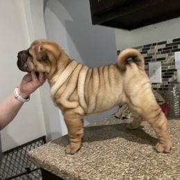 Chinese Shar-Pei Puppies from Sunspire Shar-Pei