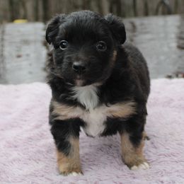 Miniature American Shepherd Puppies from Dodge City Mini's