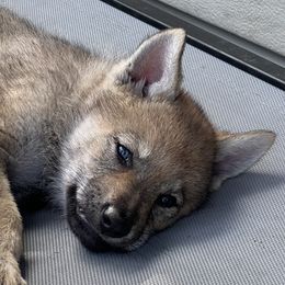 Boy 1 - Gray Czechoslovakian Vlcak puppy in Florida from DireWolf Pack