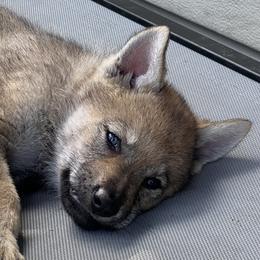 Boy 1 - Gray Czechoslovakian Vlcak puppy in Florida from DireWolf Pack
