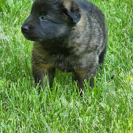 Belgian Tervuren Puppies from Kismet Belgian Tervuren's  owner Angela Ernst