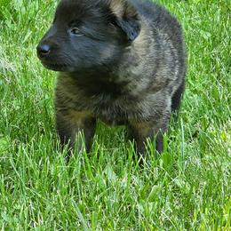 Belgian Tervuren Puppies from Kismet Belgian Tervuren's  owner Angela Ernst