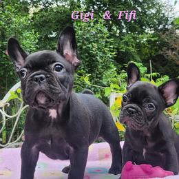 Both Girls are SOLD - female French Bulldog puppy in Newtown, Connecticut from Lakewinds Collies & Bulldogs (English & French)