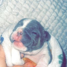 French Bulldog Puppies from Frenchie Wednesdays