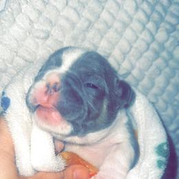 French Bulldog Puppies from Frenchie Wednesdays
