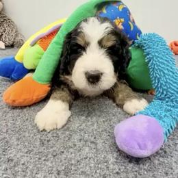 Bernedoodle, Bernese Mountain Dog, and Poodle Puppies from Bubbling Springs Doodles, LLC