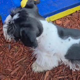 Gucci (discounted price of 1500) - Parti male Miniature Schnauzer puppy in Panama City, Florida from Emerald Coast Schnauzers