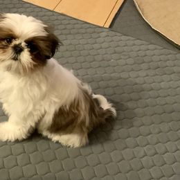Shih Tzu Puppies from Willow Lane Shih Tzus