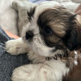Simba- ready now - Shih Tzu puppy from Riley Family Kennel