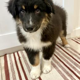 Frank - Black tri-color male Australian Shepherd puppy in Preston, Idaho from KC Bar Ranch Aussies