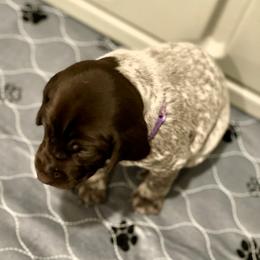 German Shorthaired Pointer Puppies from MaggieMae Andersen