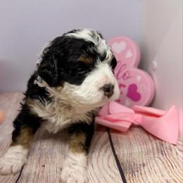 Female 6 - Tri-color female Bernedoodle puppy in Wytheville, Virginia from Pine Brook Pups