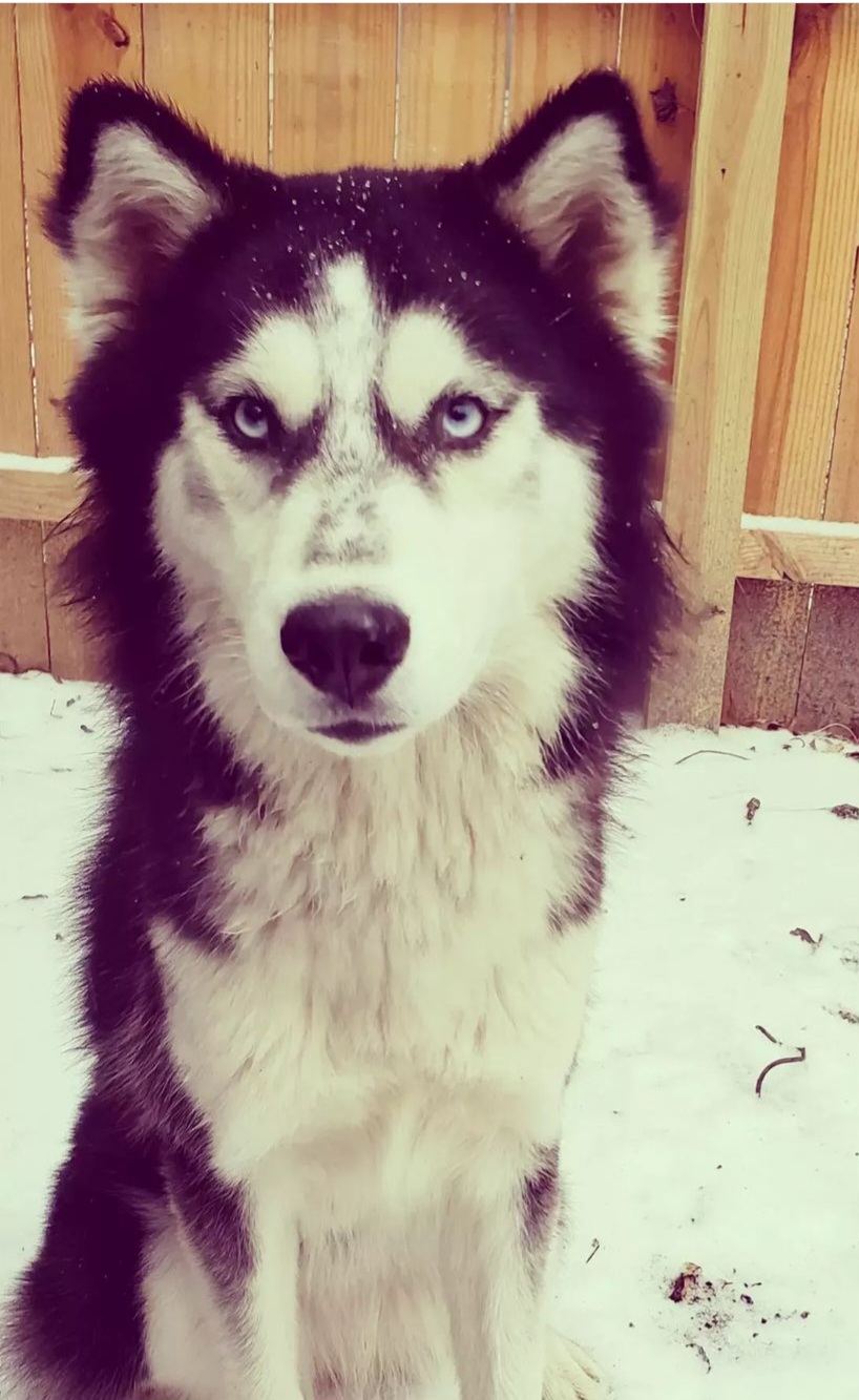 Stormy - Siberian Husky