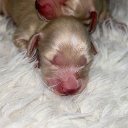 Little Boy 2 - Cream male Dachshund puppy in Rutherfordton, North Carolina from Mountain Farm Dachshunds