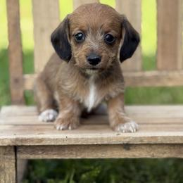 Wire coat Red girl - Red female Dachshund puppy in Nashville, Arkansas from Whisenhunt Farms