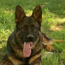 Titan - German Shepherd
