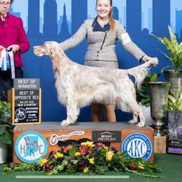 Lia - English Setter