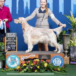 Lia - English Setter