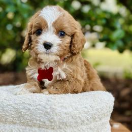 Ricotta - Red male Cavapoo puppy in Palm Beach County, Florida from Benji’s Cockapoos