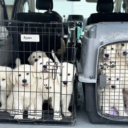 Golden Retriever and Labrador Retriever Puppies from Golden Bundles