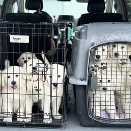 Golden Retriever and Labrador Retriever Puppies from Golden Bundles