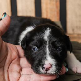 Haleakala - Black and white female Border Collie puppy in Tillamook, Oregon from Oregon Bordoodles