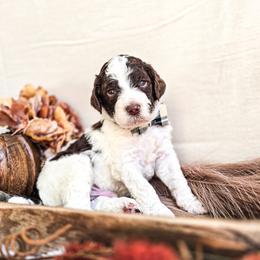Umber - Parti male Poodle puppy in Gaylord, Michigan from Dog Mom Co. Poodles