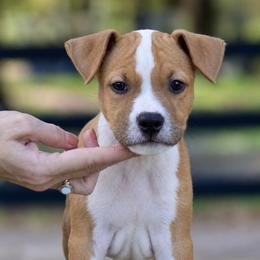 Boy 2 - Red male American Staffordshire Terrier puppy in St. Augustine, Florida from LBK & Ancient City