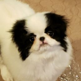 Bella - Japanese Chin