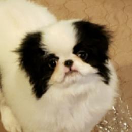 Bella - Japanese Chin