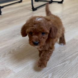Mickey - Red  male Goldendoodle puppy in Charlotte, North Carolina from Barkins and Company