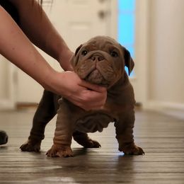 Bulldog Puppies from Velvet-Line-Bulldogs