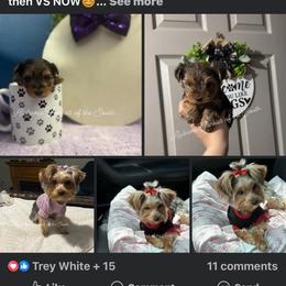 Yorkshire Terrier All Grown Up from Alabama Yorkies of the South (Sierra’s Yorkshire Terrier Babies)