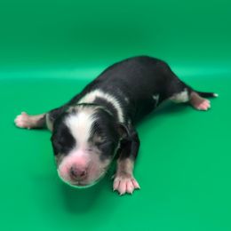 Remi3Boy3- BMM,Long,AKC,OFA,Genetics - Blue merle male Australian Shepherd puppy in South Hill, Virginia from Silverside Aussies LLC