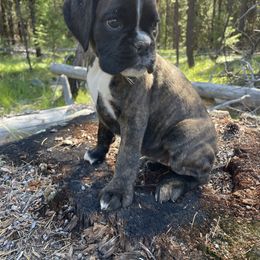 Emerald - Brindle female Boxer puppy in Marion, Montana from Serendipity's European Boxers