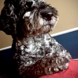 Assorted Doodle Crosses, Australian Labradoodle, Bernedoodle, Goldendoodle, and Labradoodle Puppies from Erica’s Doodles