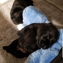 Scottish Terrier Puppies from Scottish Terriers at The Rock
