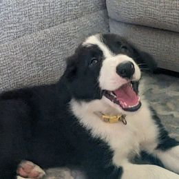 Border Collie Puppies from Water Dog Border Collies