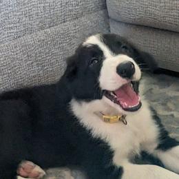Border Collie Puppies from Water Dog Border Collies