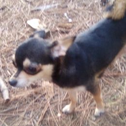 Sasha - Chihuahua