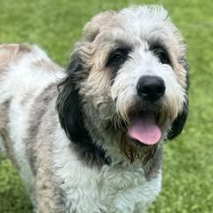 Goldendoodles and Saint Berdoodles from Southern Doodles of Eastern North Carolina