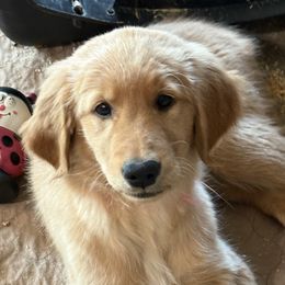 Golden Retriever Puppies from Family Loved Golden Retrievers