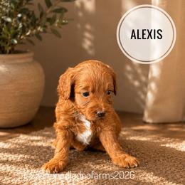 Alexis - Apricot female Golden Aussiedoodle puppy in Hyrum, Utah from Goldendoodledoo Farms