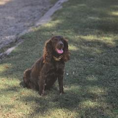 Boykin Spaniel and English Springer Spaniel All Grown Up from 31 Pines Springers & Retrievers