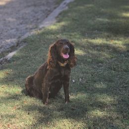Boykin Spaniel and English Springer Spaniel All Grown Up from 31 Pines Springers & Retrievers