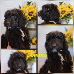 Domino - Parti female Goldendoodle puppy in Goodyear, Arizona from The Earl Dood(le)s