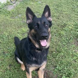 Alice - German Shepherd