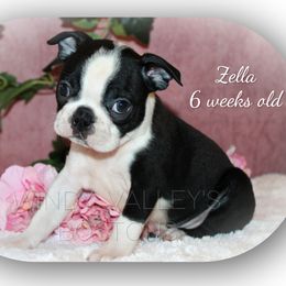 Girl 1-Zella - Black and white female Boston Terrier puppy in North Central, Vermont from Windy Valley’s Bostons
