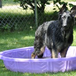 German Shepherd Puppies from Bmeerhuis German Shepherds